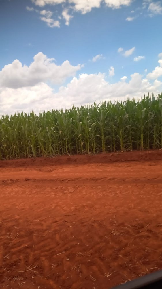 Fazenda - Venda - Rural - Ivainlandia - PR