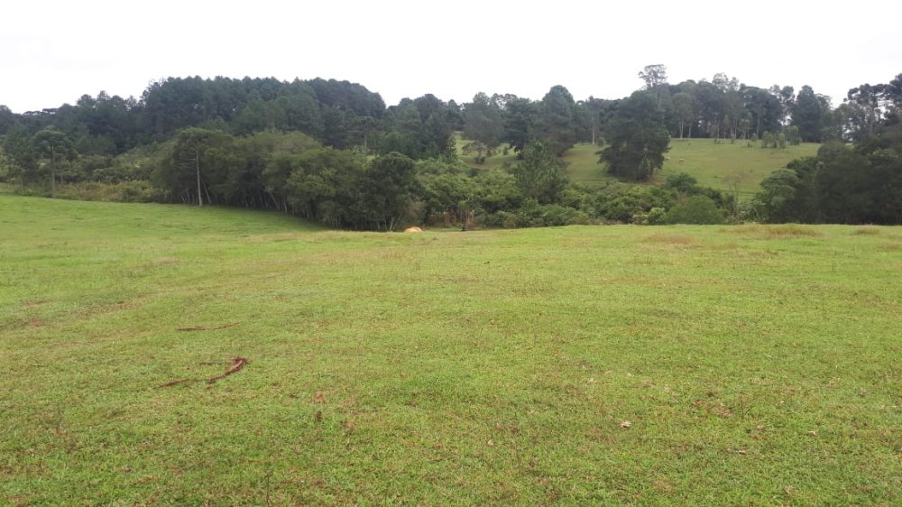 rea - Venda - Campo Largo da Roseira - So Jos dos Pinhais - PR
