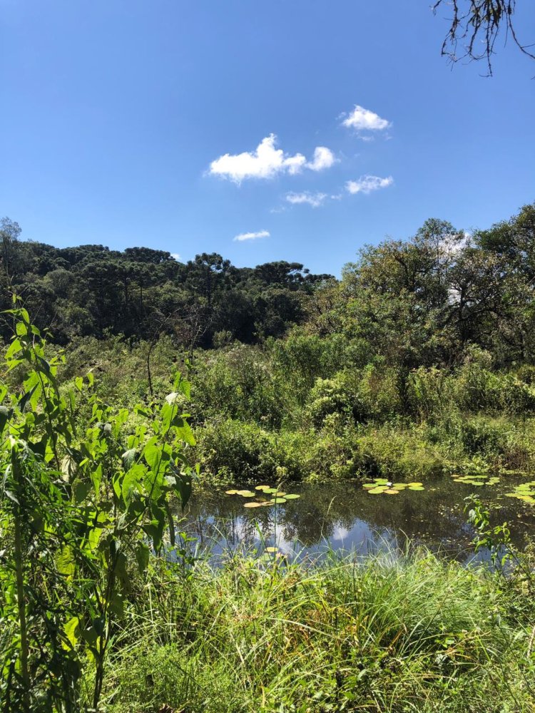 Terreno - Venda - Contenda - So Jos dos Pinhais - PR