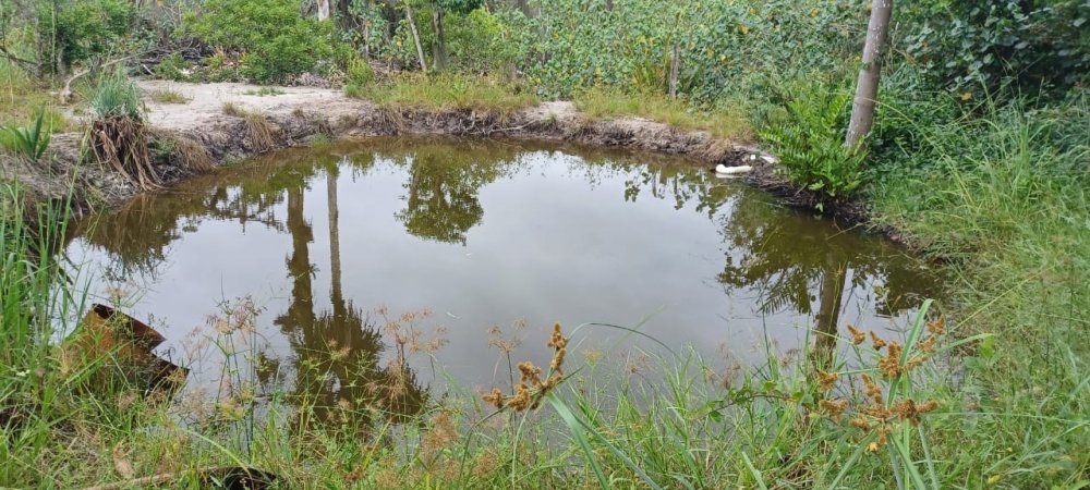 Chcara - Venda - Alexandra - Paranagu - PR