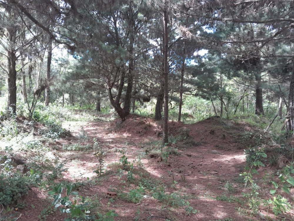 Terreno - Venda - Borda do Campo - Quatro Barras - PR