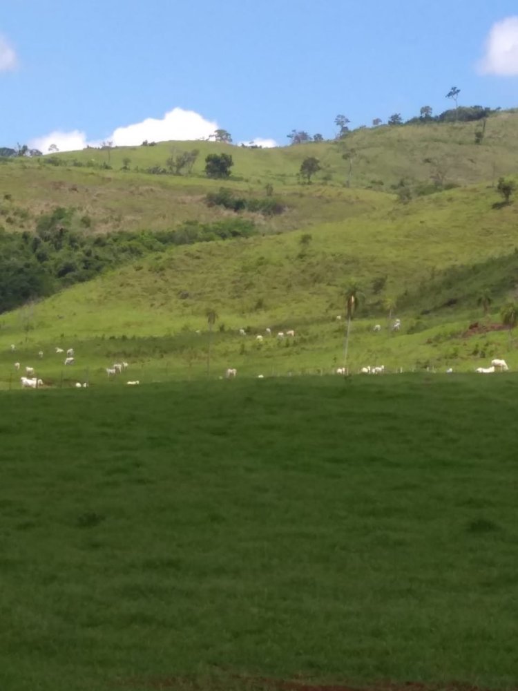 Fazenda - Venda - Santa Eliza - Umuarama - PR