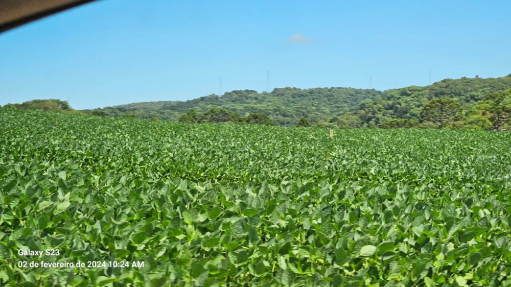 Fazenda - Venda - rea Rural de Guarapuava - Guarapuava - PR
