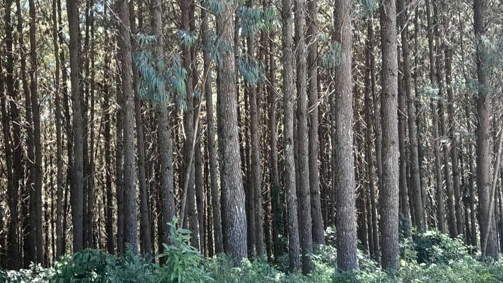 Fazenda - Venda - Cidade Industrial - Curitiba - PR