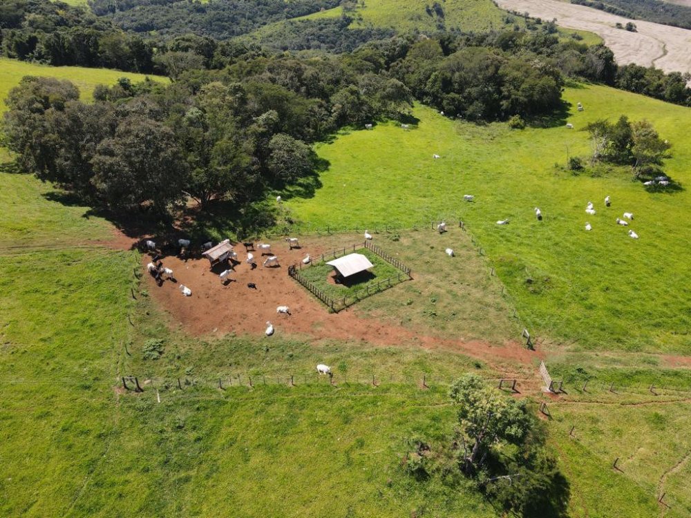Fazenda - Venda - Bela Vista - Nova Tebas - PR