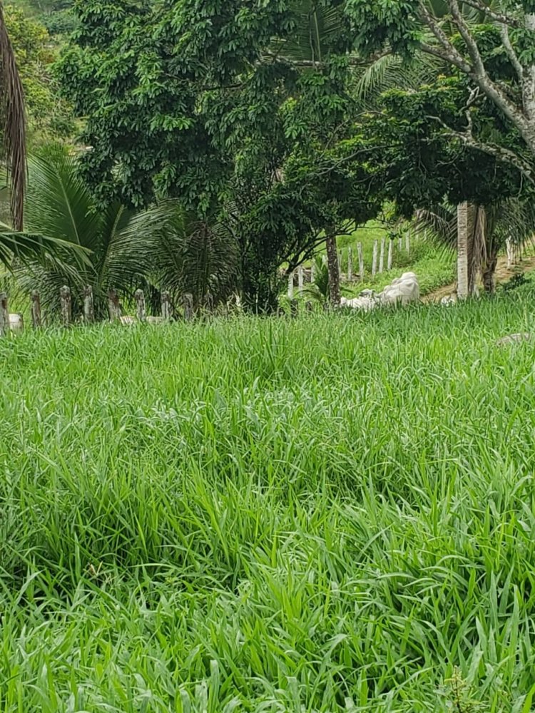 Terreno - Venda - Pontal do Paran - Guaratuba - PR