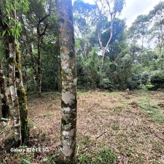 Terreno - Venda - Colônia Murici - São José dos Pinhais - PR
