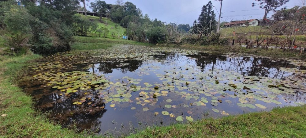 Chcara - Venda - Rio do Meio - Quatro Barras - PR