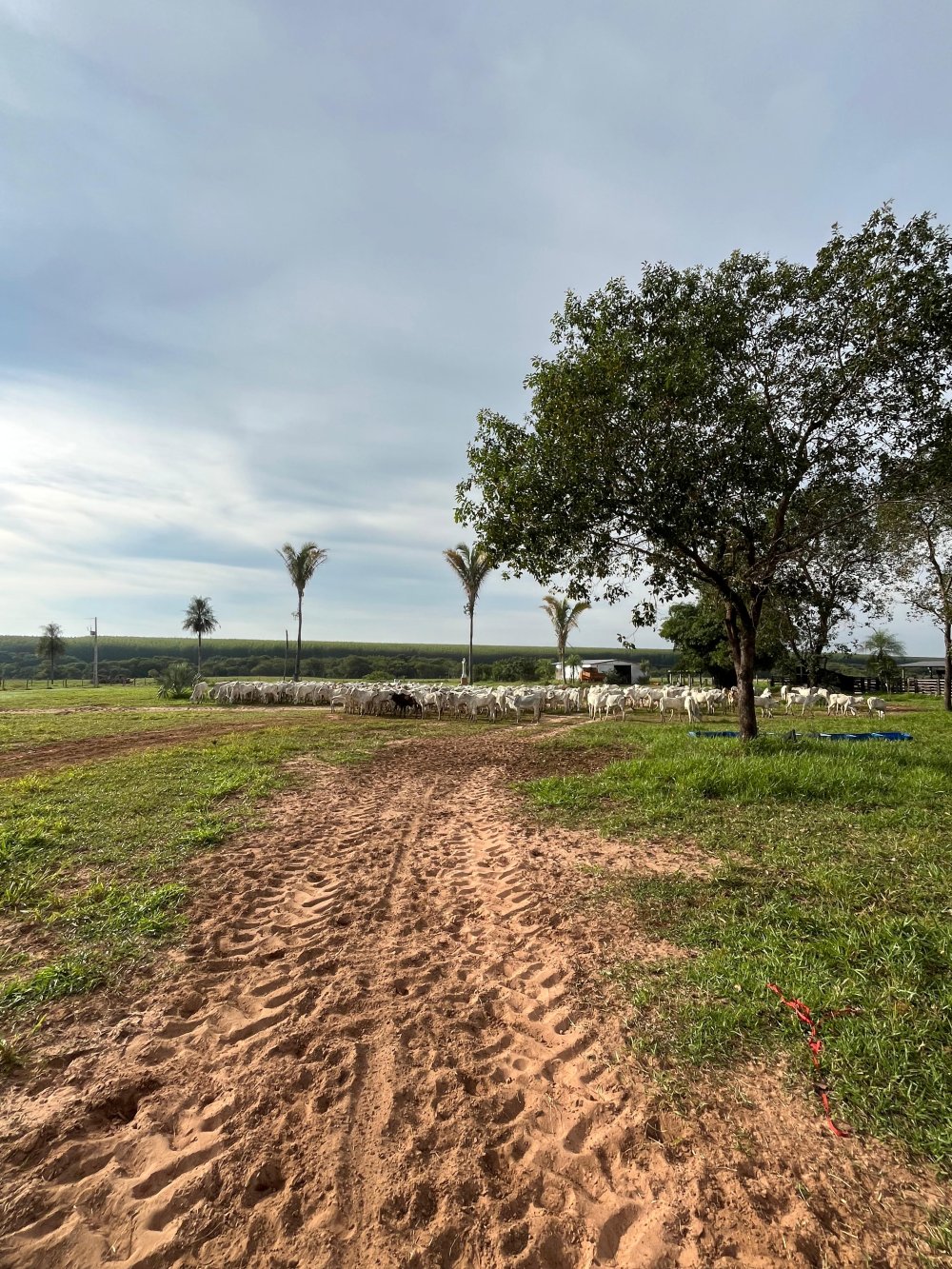 Fazenda - Venda - Rural - Nova Alvorada do Sul - MS