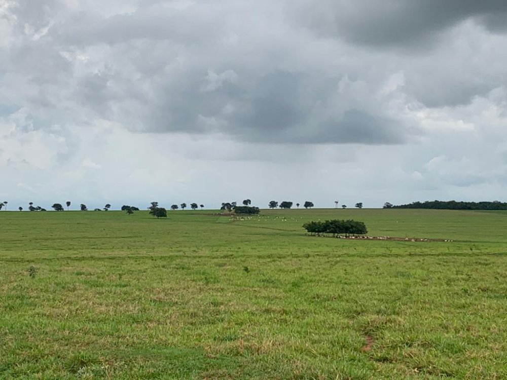 Fazenda - Venda - rea Rural de So Paulo - So Paulo - SP
