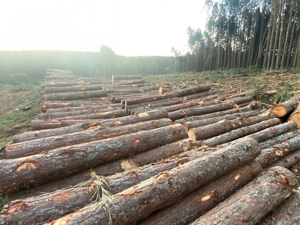 Fazenda - Venda - Rural - Cruz Machado - PR