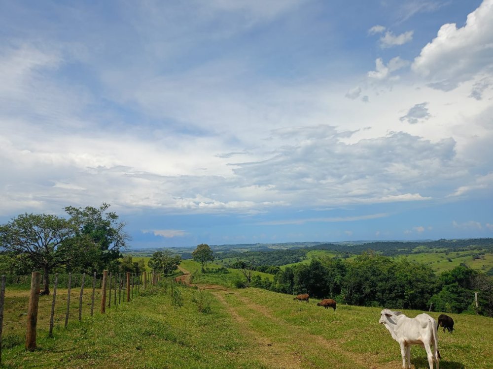 Fazenda - Venda - Rural - Diamante do Sul - PR