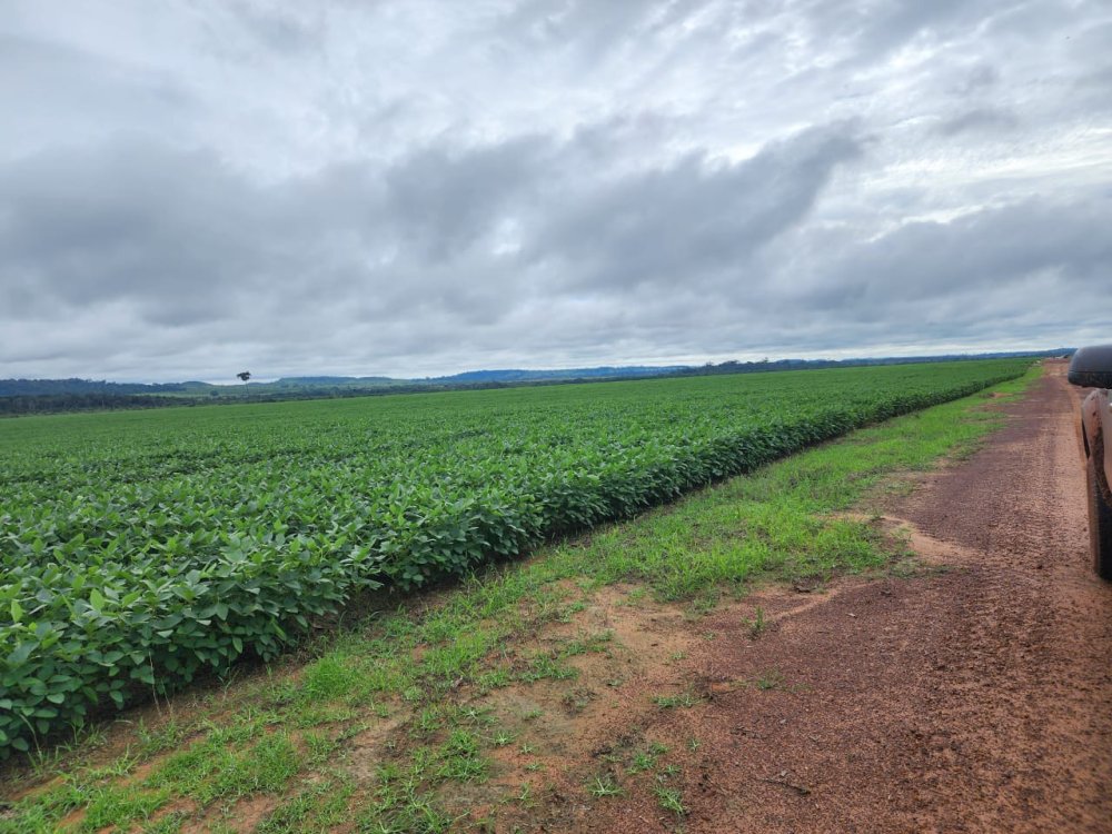 Fazenda - Venda - Rural - Corumbiara - RO