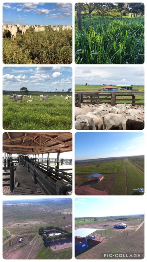 Fazenda - Venda - Rural - Sonora - MS