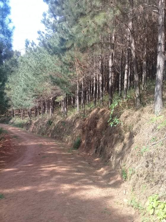 Fazenda - Venda - Centro - Cerro Azul - PR