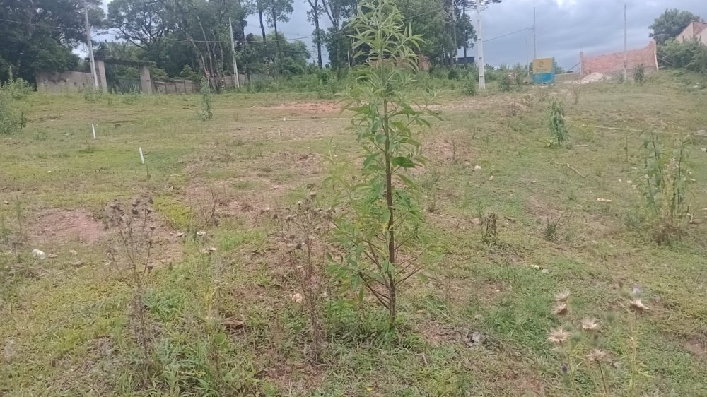 Terreno - Venda - Lamenha Grande - Almirante Tamandar - PR