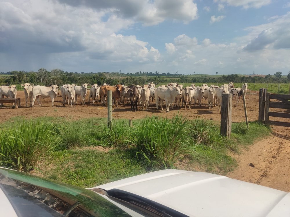 Fazenda - Venda - Velha Marab - Marab - PA