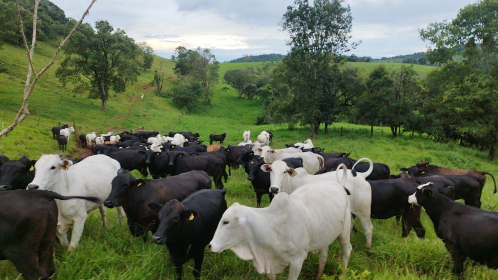 Fazenda - Venda - Rural - Palmital - PR