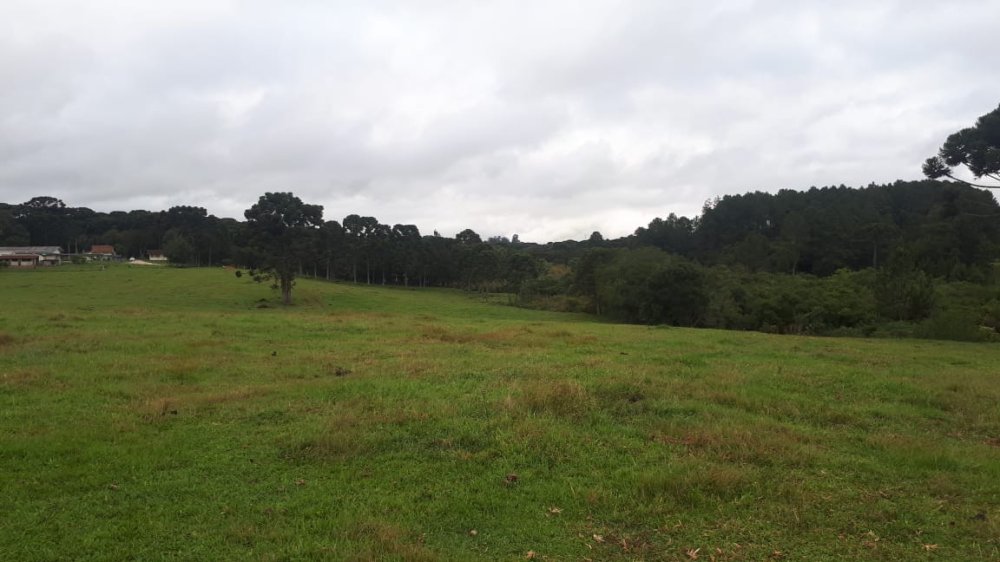 rea - Venda - Campo Largo da Roseira - So Jos dos Pinhais - PR