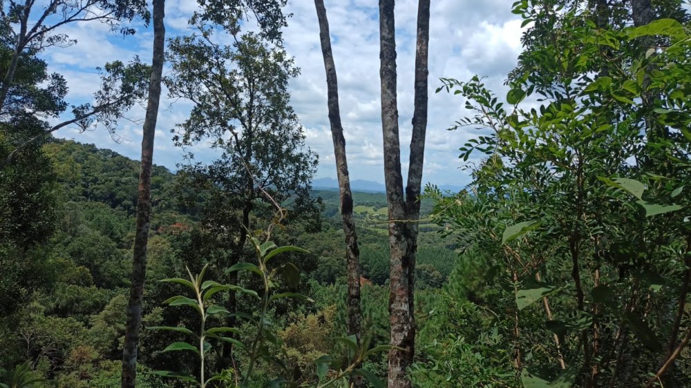 Chcara - Venda - Rural - Bocaiva do Sul - PR