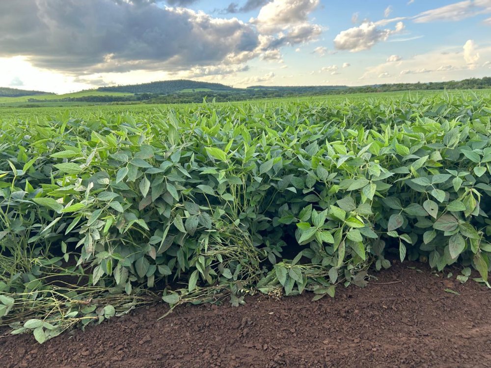 Fazenda - Venda - Rural - Maracaju - MS