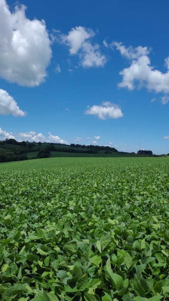 Fazenda - Venda - Rural - Lapa - PR
